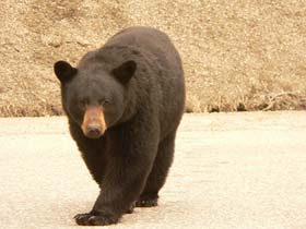 Black_Bear